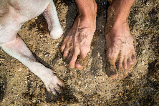 Feet and Paws Resting on Sandy Beach During Sunny Day