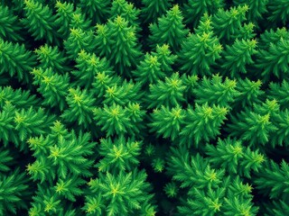 Dense evergreen forest canopy viewed from above, creating a textured green carpet,  nature,  overhead