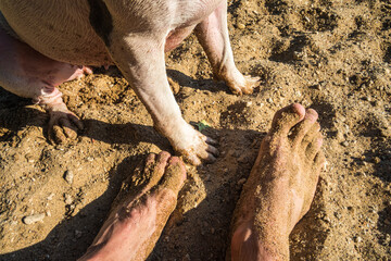 Dog Paws And Human Feet On A Sandy Beach Together
