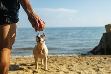 Enjoying a Sunny Day at the Beach With a Dog and a Ball