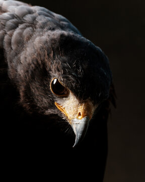 Close-Up Photo of a Majestic Bird Against a Dark Background