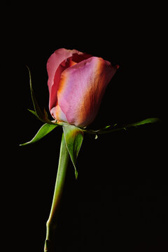 Beautiful pink rose against a dark background