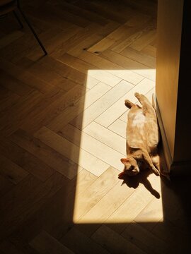 Cat lounging in sunlight on wooden floor