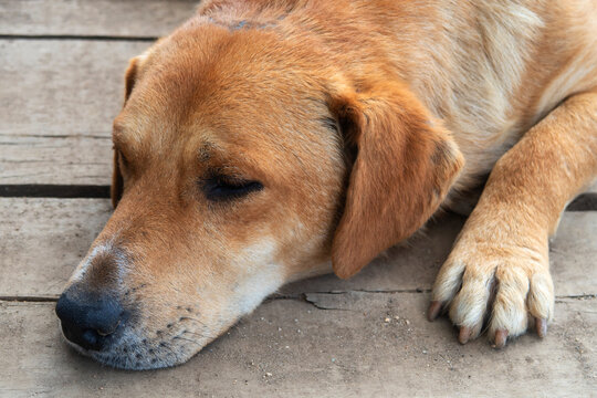 Stray dog sad and abandoned
