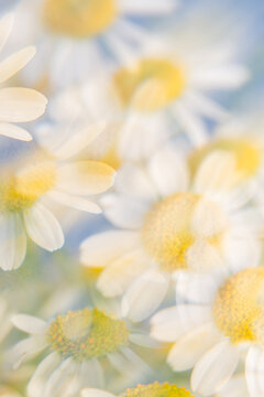Trippy flowers refraction