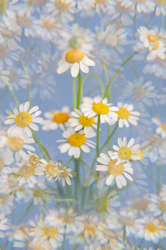 Prismatic daisies on a blue background