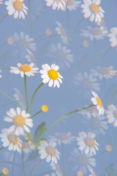 Trippy repeating daisy flower background