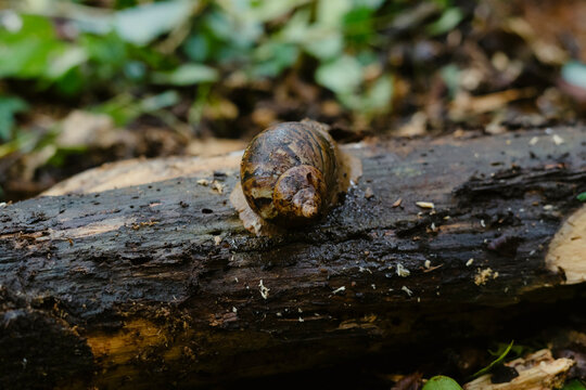 Snail crawling on wet log in lush forest environment