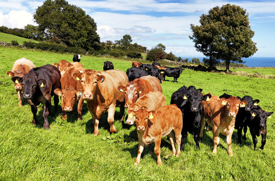 Aerial view of Limousine and Charolais cattle grazing in field on a farm in UK 