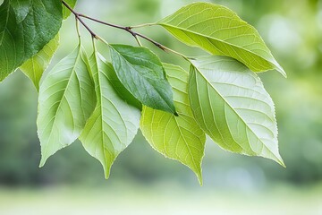 Fresh Green Leaves on Branch Against Soft Focus Nature Background in Spring Season