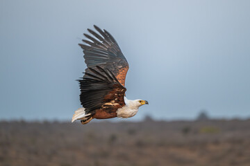 African fish eagle in flight