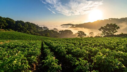 Sunrise over a potato field