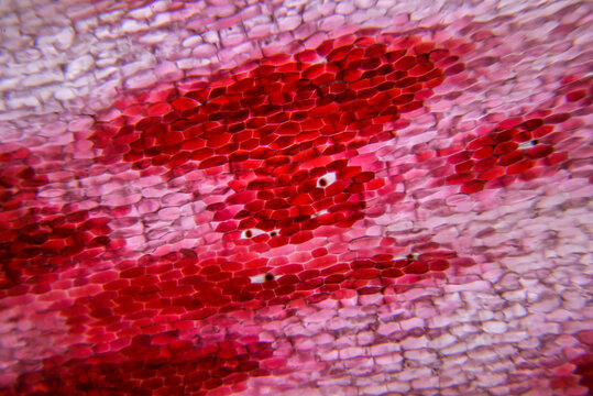 Microscope image of a leaf of a amaryllis