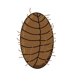 Vector illustration of flea pupa stage isolated on white background. Educational biology diagram showing transformation stage in flea metamorphosis life cycle