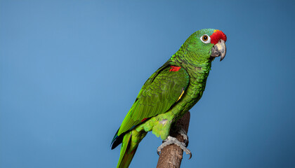 Naklejka premium A vibrant green Amazon parrot with a distinctive red crown and forehead perched on a branch, set against a smooth blue backdrop.
