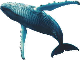 Humpback whale isolated on background, majestic ocean giant