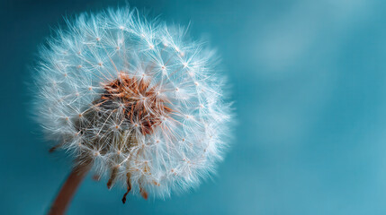 Delicate dandelion seed head against a soft teal background