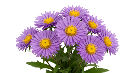 Purple Aster Flowers Floral Arrangement Bloom Blossom Bouquet Freshness