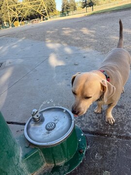 dog drinking water