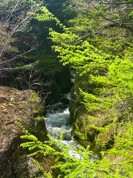 a portrait that focuses on a small river in the middle surrounded by a forest with various kinds of trees such as larix laricina or often called tamarack trees.