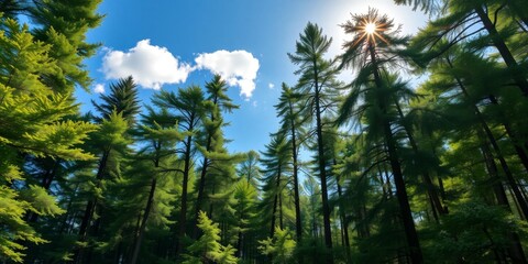Fototapeta premium Lush Green Forest Under Clear Blue Sky with Sunlight Streaming Through Tall Trees and Fluffy White Clouds