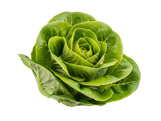 Fototapeta premium Fresh Romaine Lettuce Head Healthy Salad Ingredient Vegetable