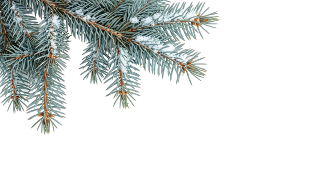 Winter Spruce Branch Snowy Evergreen Decoration Holiday Fir Design