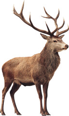 Obraz premium Majestic red deer stag with large antlers, isolated side profile