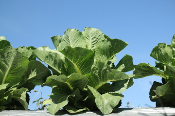 Low-angle view of vibrant green Romaine Lettuce, Lactuca sativa var. longifolia, growing in a sunny field