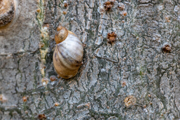 snail stuck to the trunk of a tree