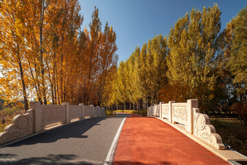 A vibrant forest walkway winding through autumn woods