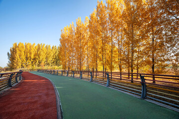 A vibrant forest walkway winding through autumn woods
