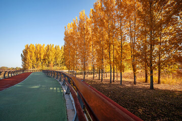 A vibrant forest walkway winding through autumn woods