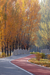 A vibrant forest walkway winding through autumn woods