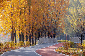 A vibrant forest walkway winding through autumn woods