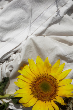 Sunflower Placed on White Fabric Capturing Summer's Essence