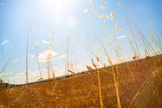 Beautiful landscape of a dry straw field in late summer