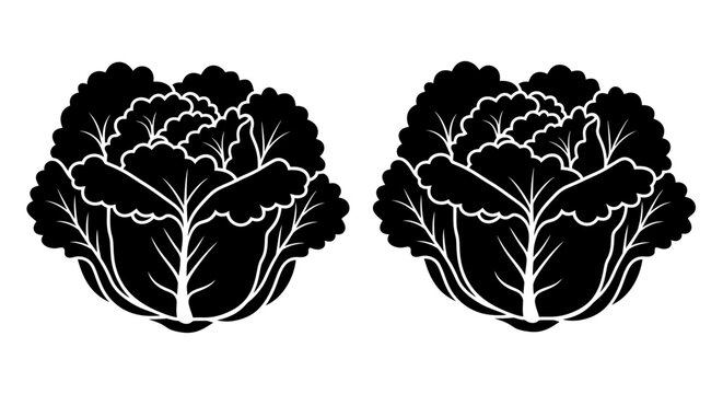 Two black and white illustrations of napa cabbage heads side by side