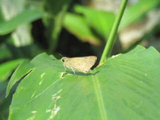 Moth on the leaf