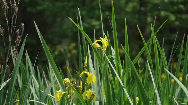 Detailed shot of a bright yellow iris flower among its tall, sword-shaped green leaves in a natural or marshy setting.