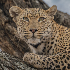 Leopard alerted to movement in its surrounding