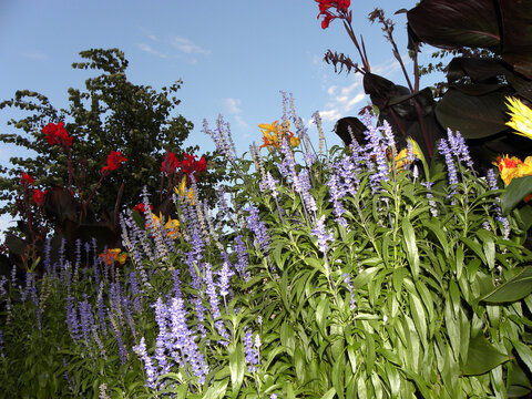 Flowers and blue sky shot with flash