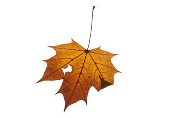 Fototapeta premium A single autumn maple leaf with a hole on a black isolated background