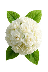 White Jasmine Flower Cluster with Green Leaves Isolated