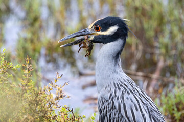 Yellow-crowned Night Heron with Crab in Beak