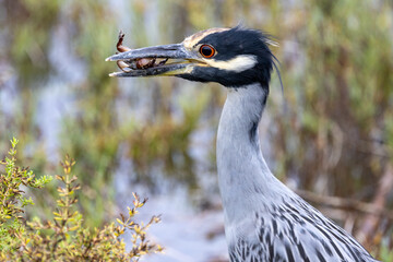 Yellow-crowned Night Heron Eating Crab