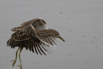Juvenile Black-crowned Night Heron Taking Off with Wings Spread