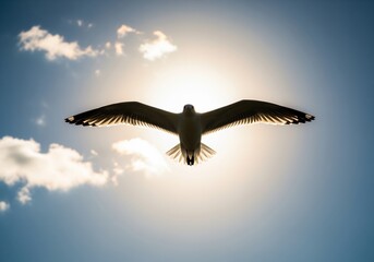 Fototapeta premium Seagull soaring high overhead, wings spread wide, silhouetted against the bright sun and blue sky.