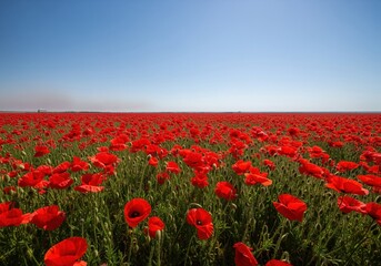 Obraz premium Vast field of brilliant red poppies stretching to the horizon under clear blue sky