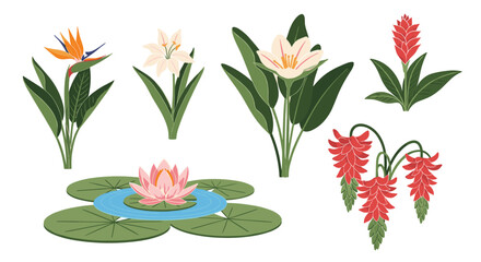 Fototapeta premium A collection of vibrantly colored tropical and aquatic flowers, including a bird of paradise, ginger, and a water lily, on a white background.